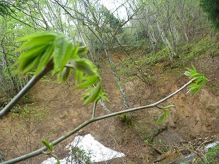 P1100526.jpg