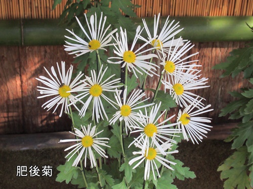 肥後菊花壇