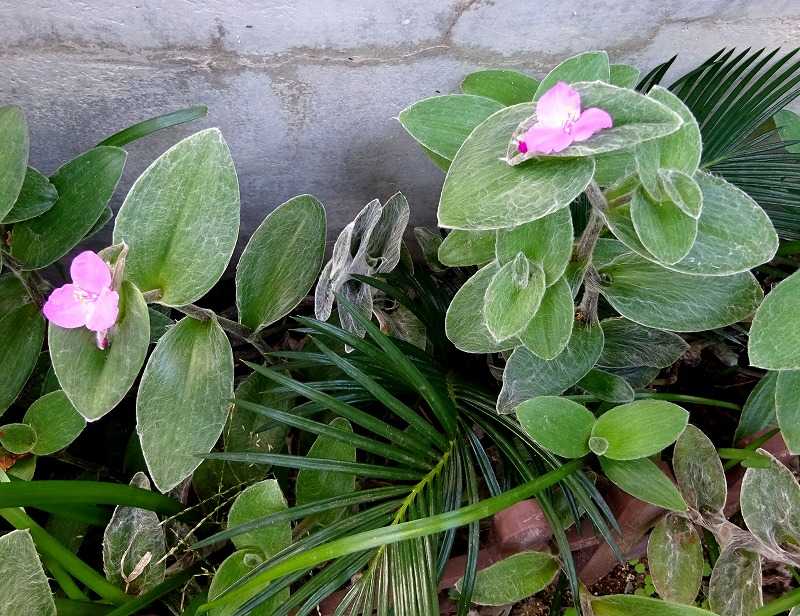 10月16日 今日の一花 その２ トラデスカンティア シラモンタナ その２ Gazengamaのブログ 散歩中に出合った花と趣味の陶芸作品 楽天ブログ