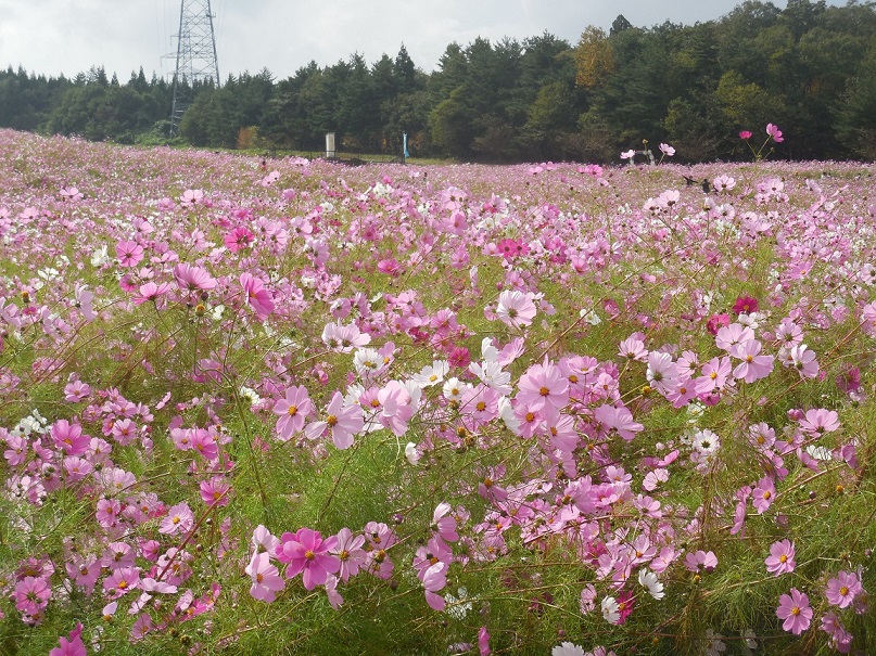 b  富山のコスモス.JPG