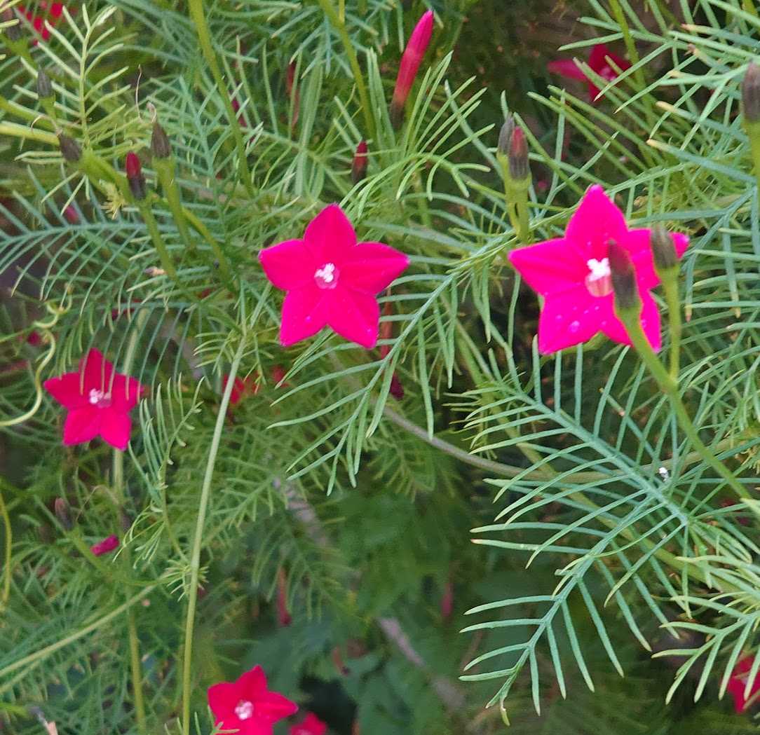 庭の花 ルコウソウ 縷紅草 歩人のたわごと 楽天ブログ