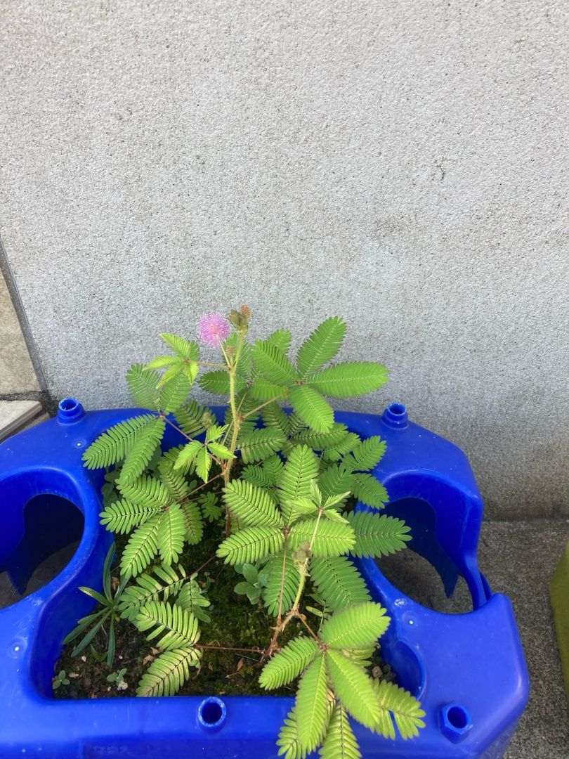 オジギソウの花が咲いたよ りんすいのブログ 楽天ブログ