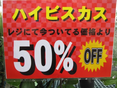 ハイビスカス　50％ＯＦＦ