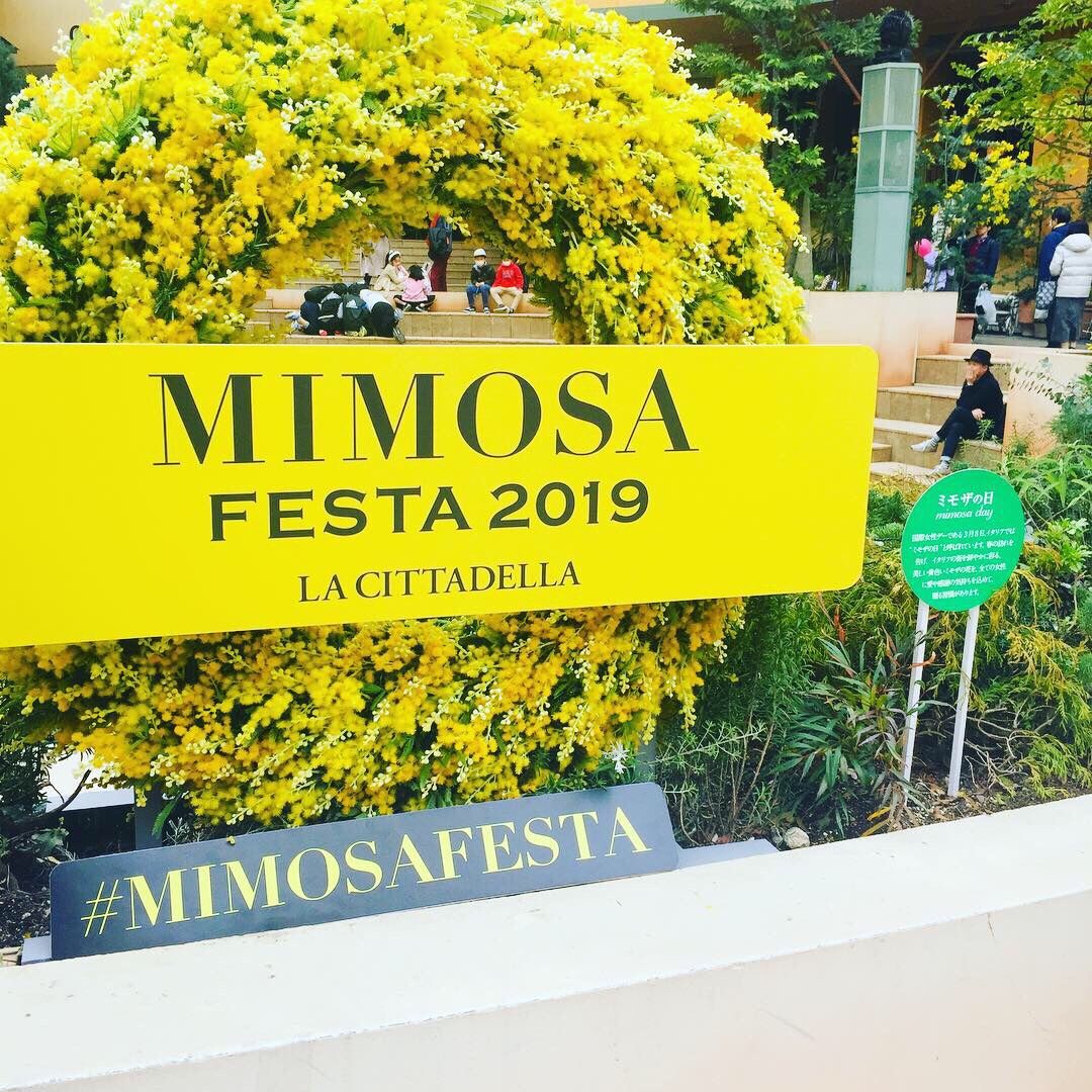 Mimosa Festa へ行ってきました まったりひだまり 楽天ブログ