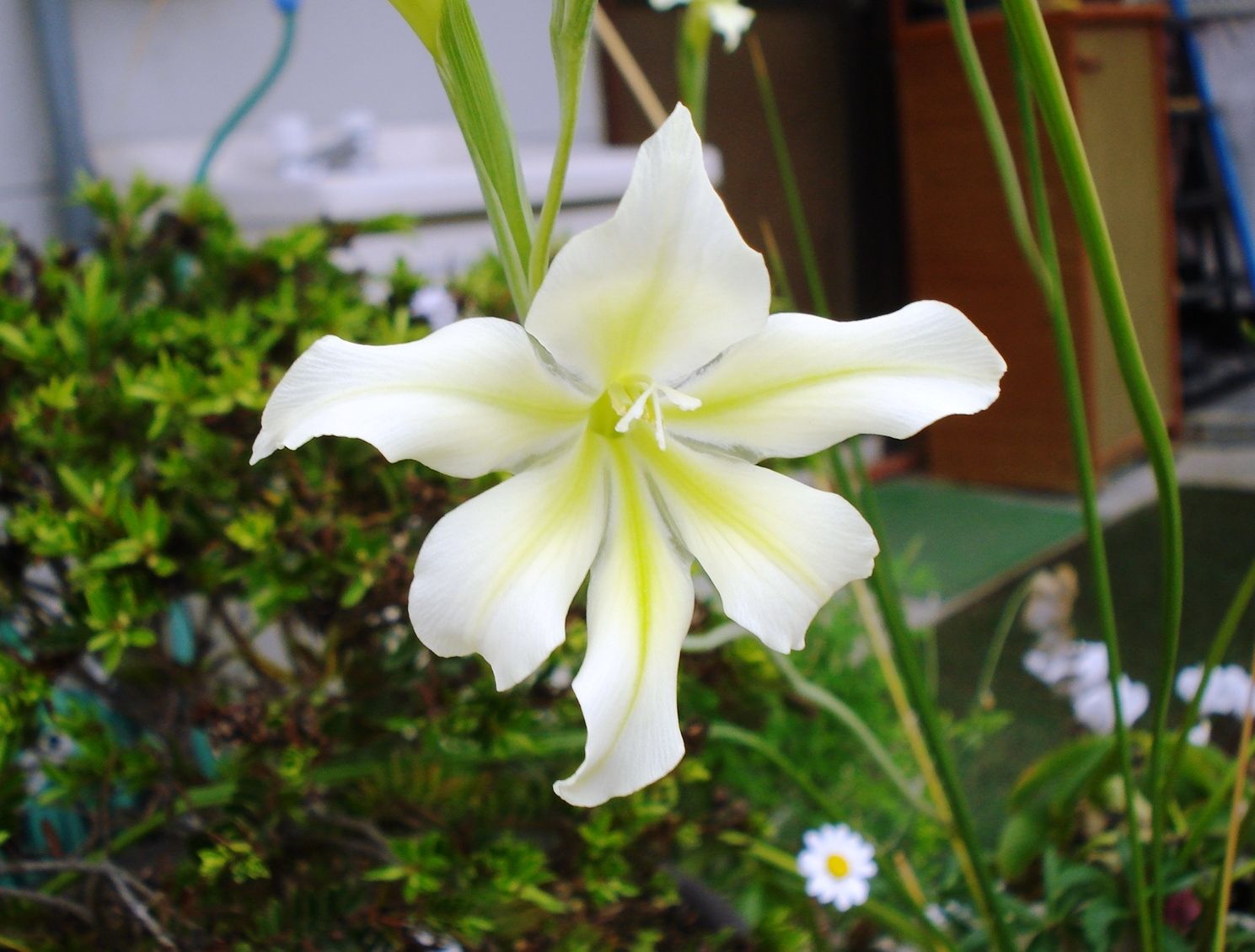 グラジオラス トリスティスの花 花と蕎麦とリハビリと 楽天ブログ