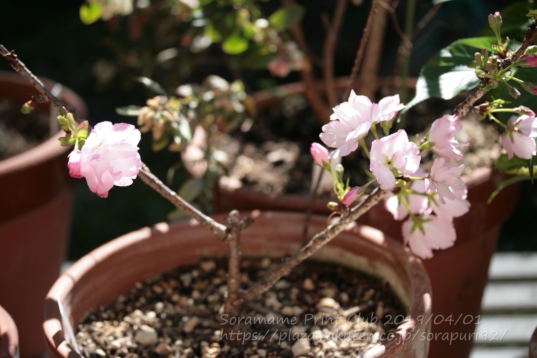 フェンスの工事のために、庭の真ん中に移動中