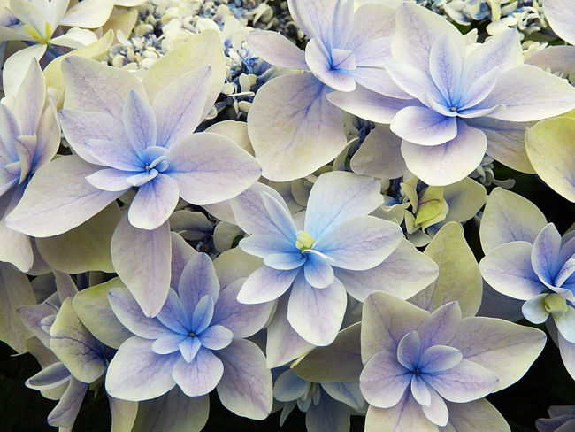 紫陽花４