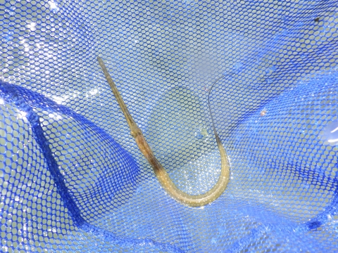 串本磯採集2017年7月下旬前半42　アオヤガラ（Fistularia commersonii）