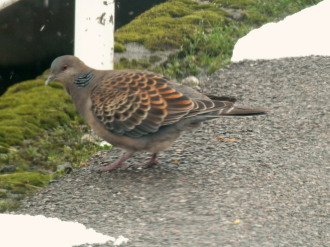 鳩　2.1　2015