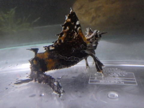 アツモリウオ（Hypsagonus proboscidalis）3　冷水性海水魚の飼育