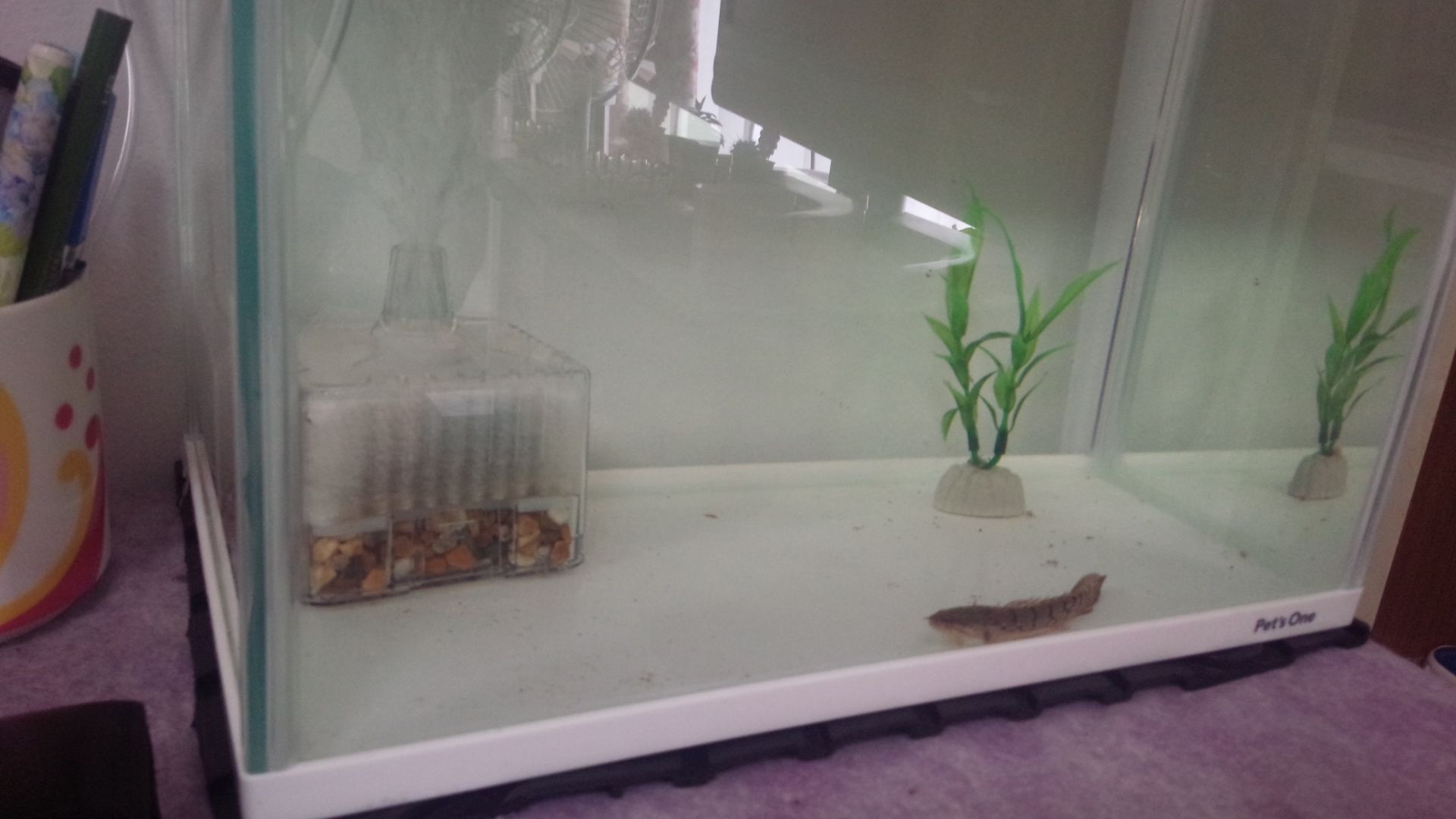 ポリプテルスデルヘジィを買ってきました 水槽で生き物を飼うというブログ 楽天ブログ