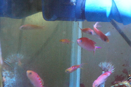 2014_0602極小ｱｻﾋ0012.JPG