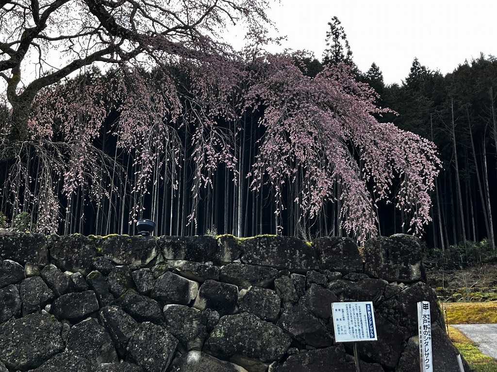 ~2023水戸野のシダレザクラ開花状況~ 白川町観光協会 楽天ブログ