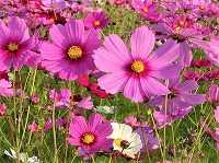 １０月２２日の誕生花 コスモス ピンク の花言葉 乙女の愛情 ピンク色のコスモスの花の 純潔 弥生おばさんのガーデニングノート 花と緑の365日 楽天ブログ