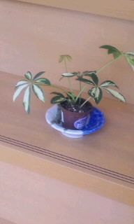 庭の花４.jpg