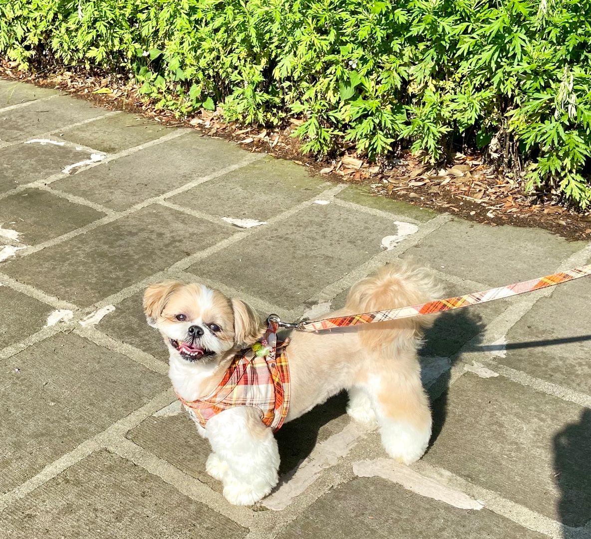 雨降るのかしらねぇ 食いしん坊りっちゃんの日記 楽天ブログ