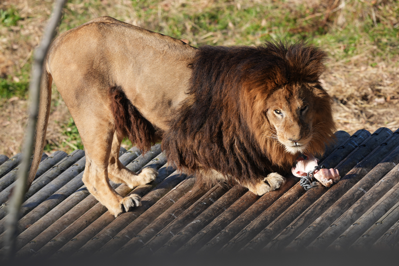 多摩動物公園 ライオンバスのライオン | イルカカメラとわんわんWinと