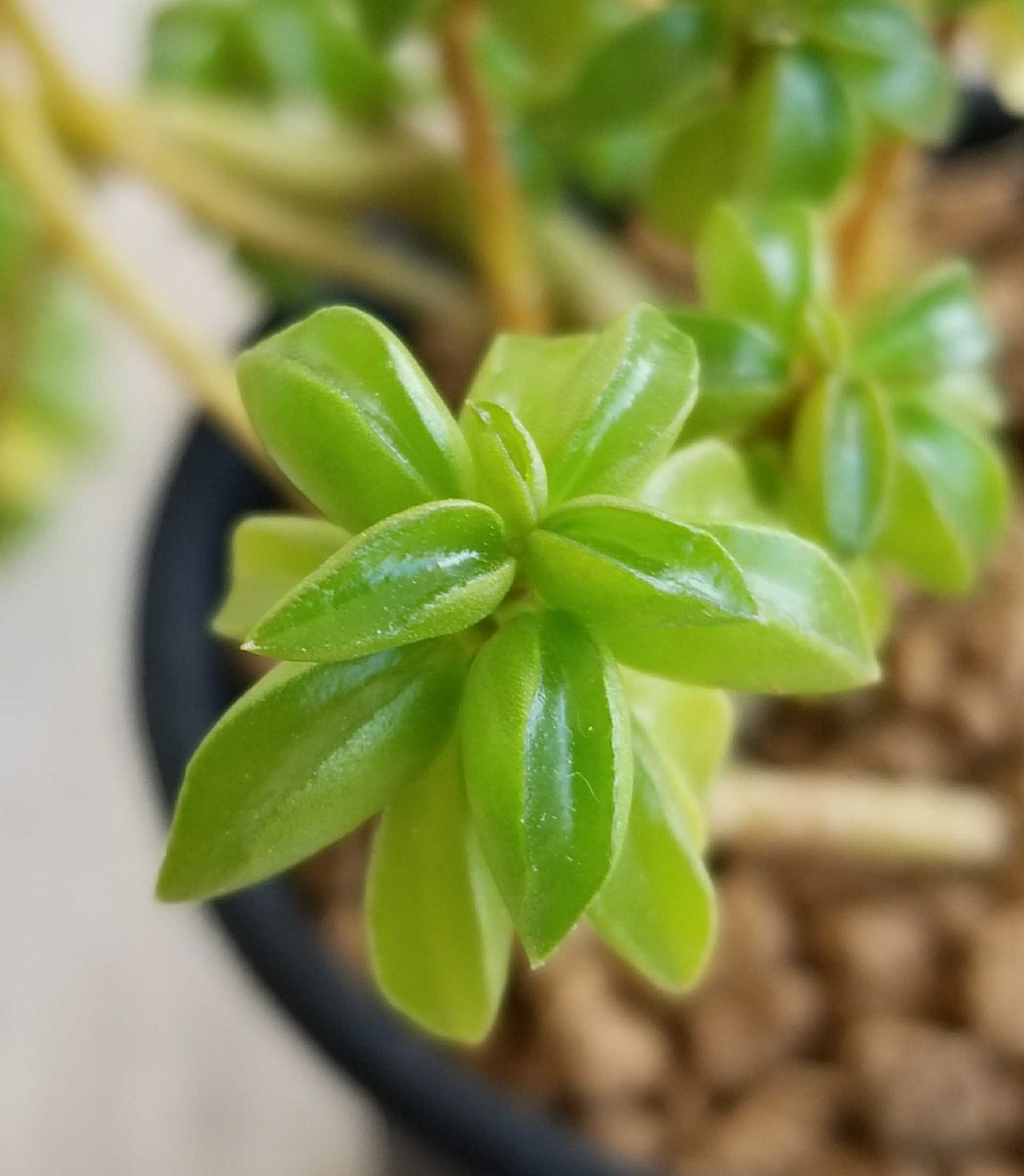 印刷 ペペロミア 花 切る ペペロミア 花 切る