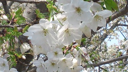 桜