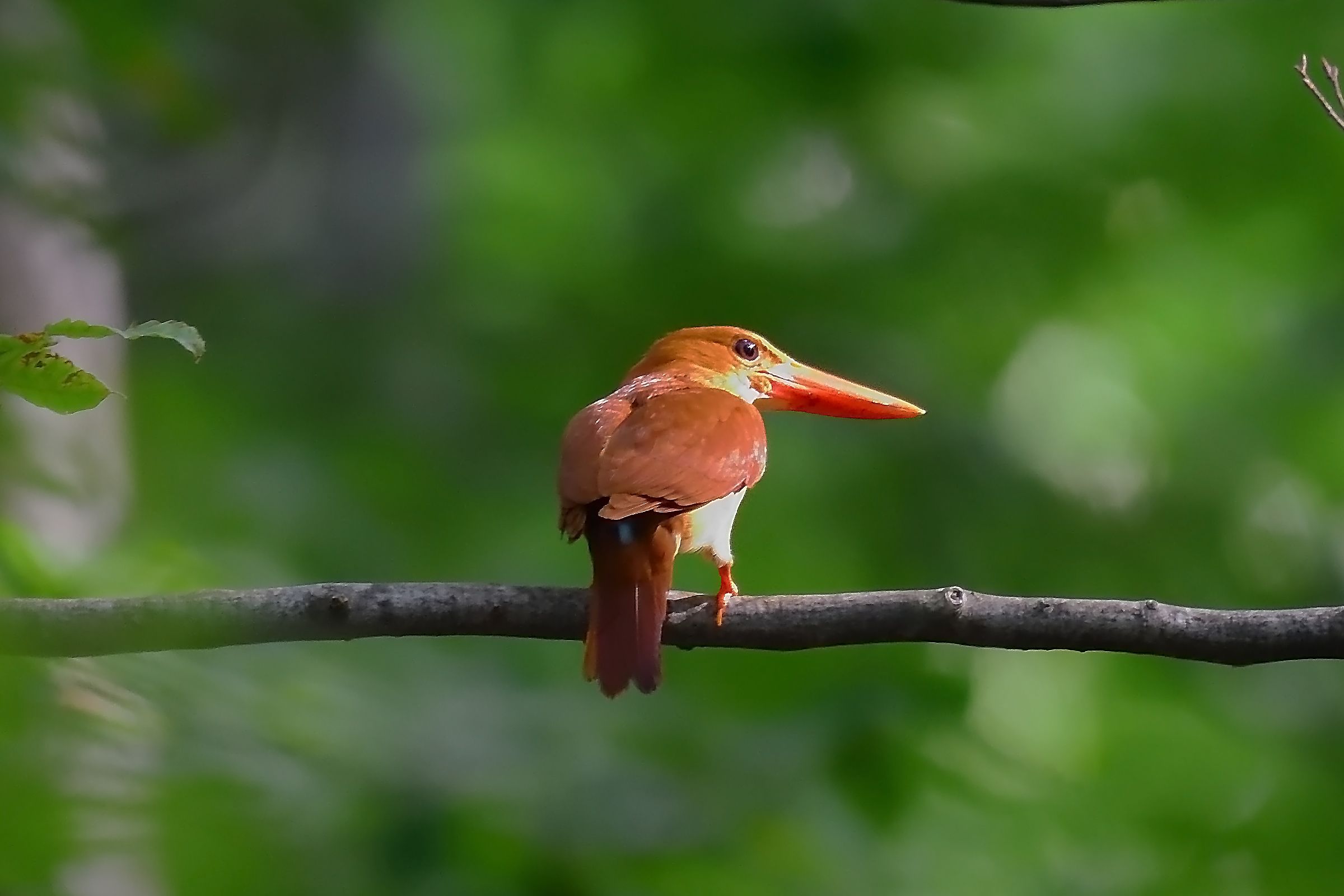 アカショウビン の御姿 野鳥との日常生活を綴る 楽天ブログ