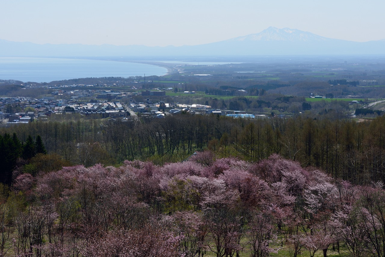 オホーツク 網走市 天都山 昨年の桜 1