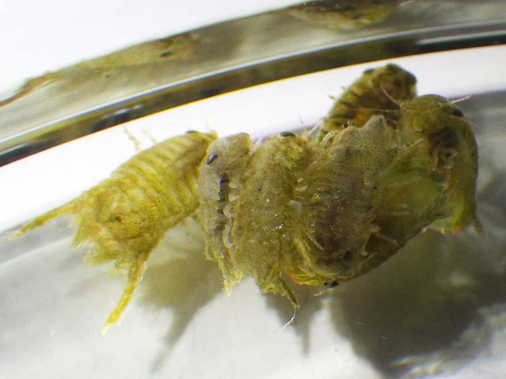 コツブムシ科の一種（Sphaeromatidae sp.）3　ツノオウミセミ（Paracerceis sculpta）の疑い