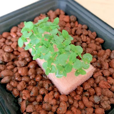 無農薬青じそ 大葉 水耕栽培 無農薬青じそ食べ放題への道 楽天ブログ