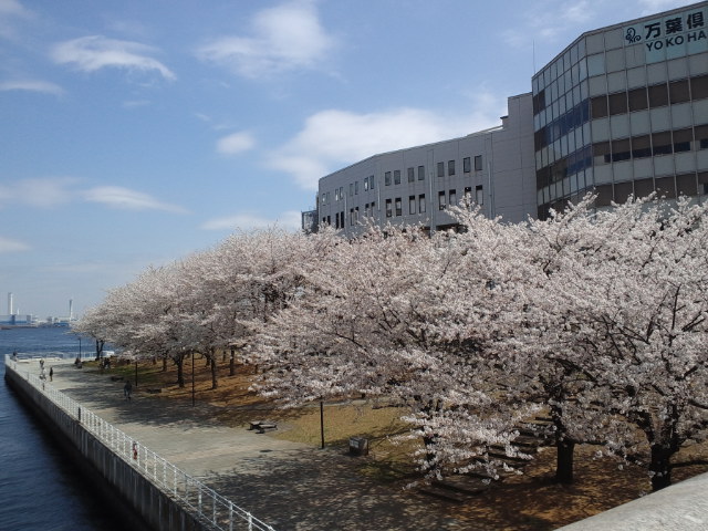 みなとみらい桜7