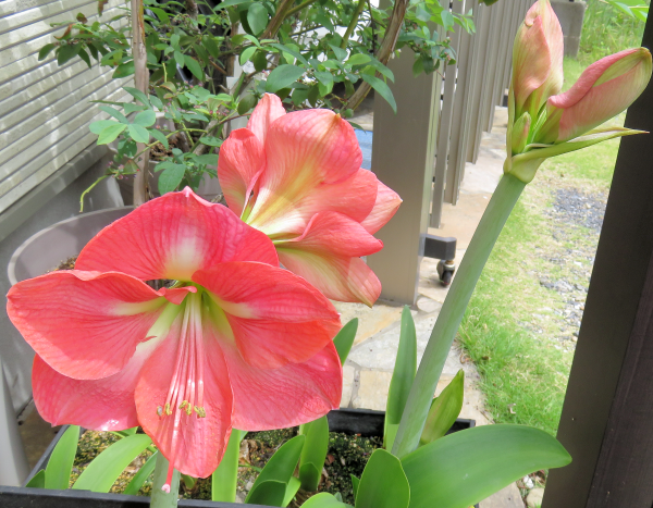 我が家の花たち その５ 暇な日常も結構ふぁに 楽天ブログ