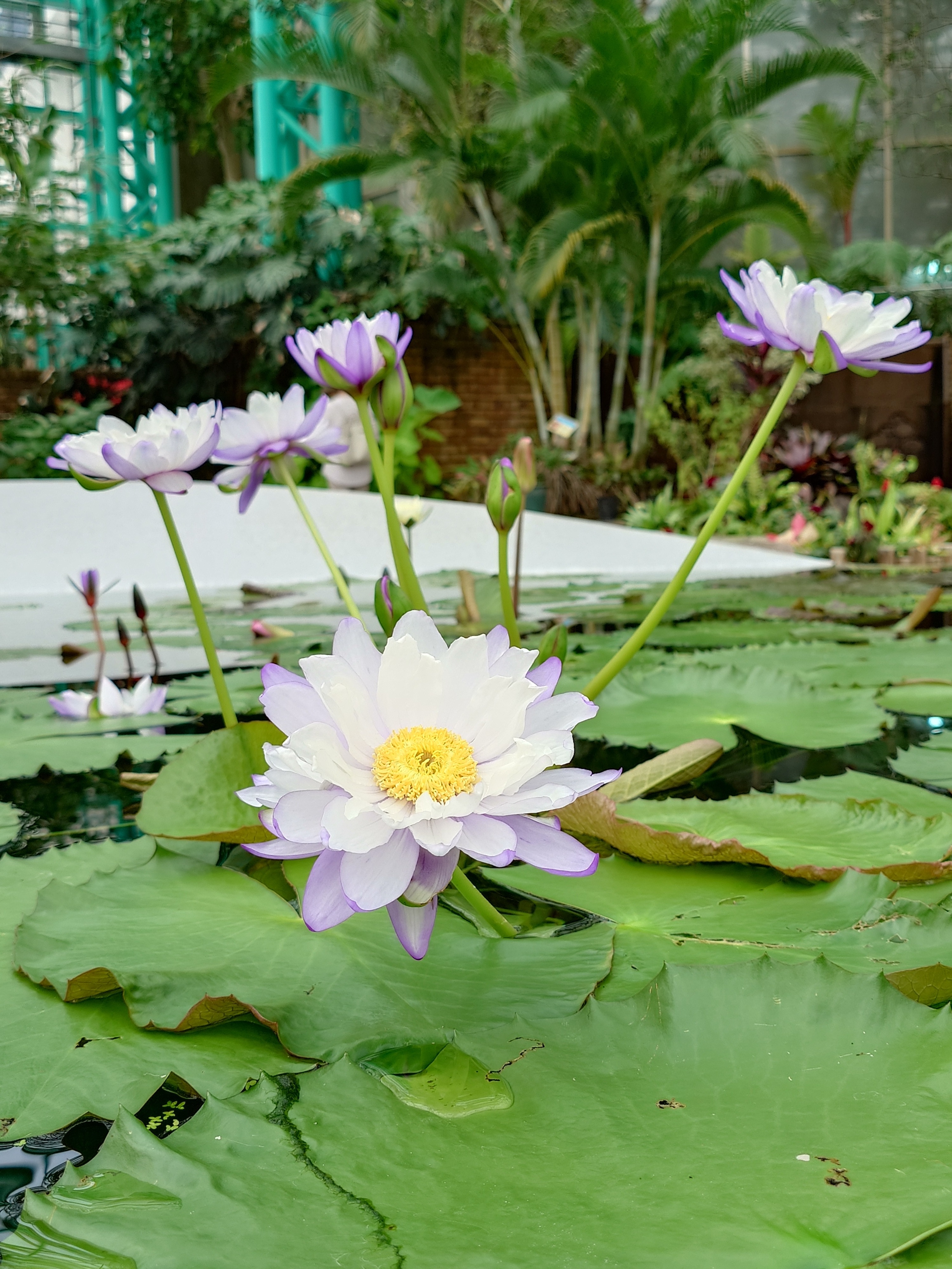 占い師のつぶやき