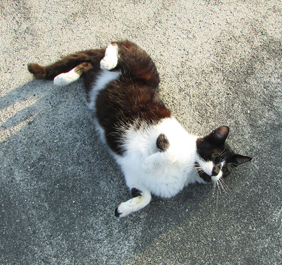 我が家のニャンコ♪2015/3/19-2