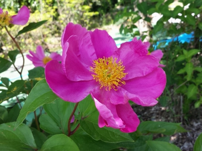 20160529_094330 (400x300).jpg