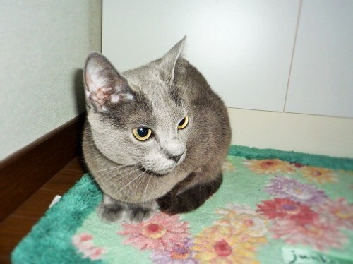 P1240269 - コピー.JPG