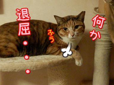退屈３.JPG