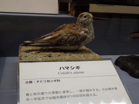大阪市立自然史博物館2017年7月中旬15　ハマシギ（Calidris alpina）