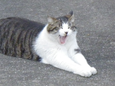 cat2