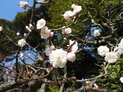 清澄庭園にて