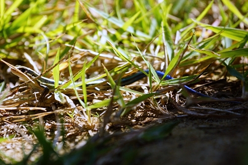 しっぽの青いトカゲ　ニホントカゲ