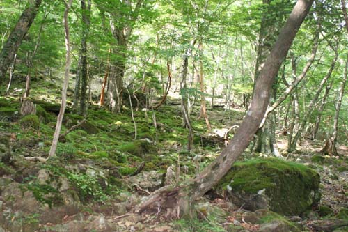 オオヤマレンゲ