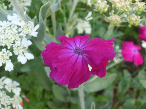 フランネルソウ