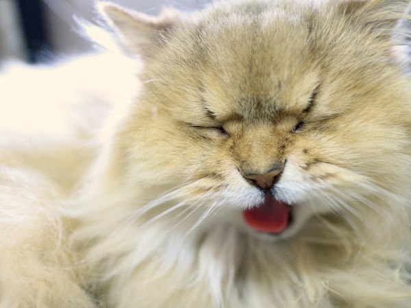 茶色猫