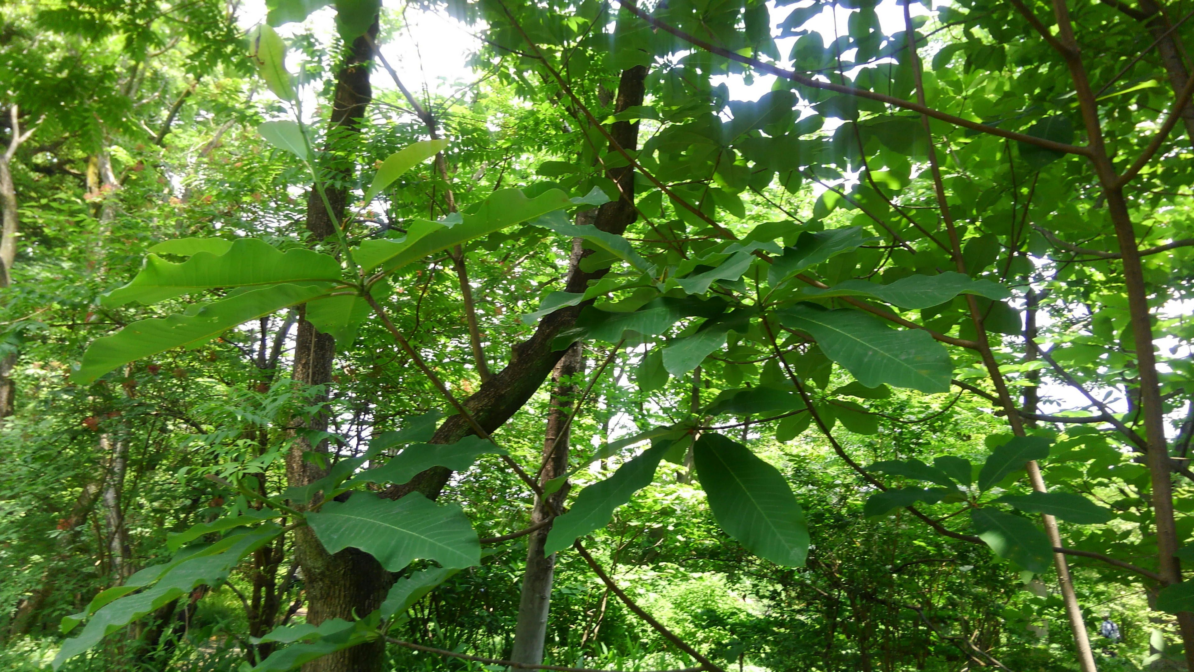 碧野圭 菜の花食堂のささやかな事件簿 から 茄子は覚えている 60ばーばの手習い帳 楽天ブログ