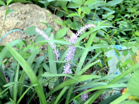 名前不明の花