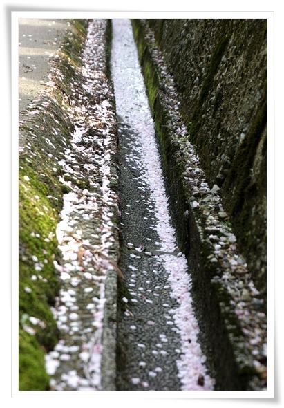 樹木公園-21 15.4.18