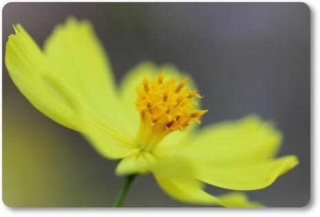 キバナコスモス-3 13.9.18