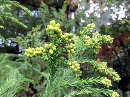 スギ(杉）の雄花