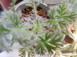 ペラルゴニウム1-1ｰ1