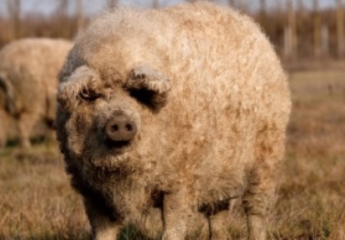 mangalica_eyecatch.jpg