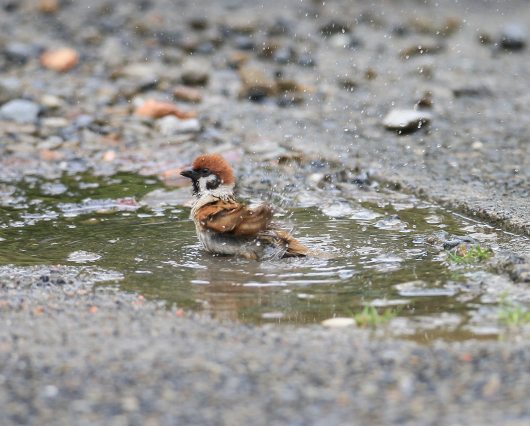スズメ　6月23日