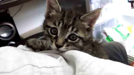 こねこ　アップ　078月5.jpg